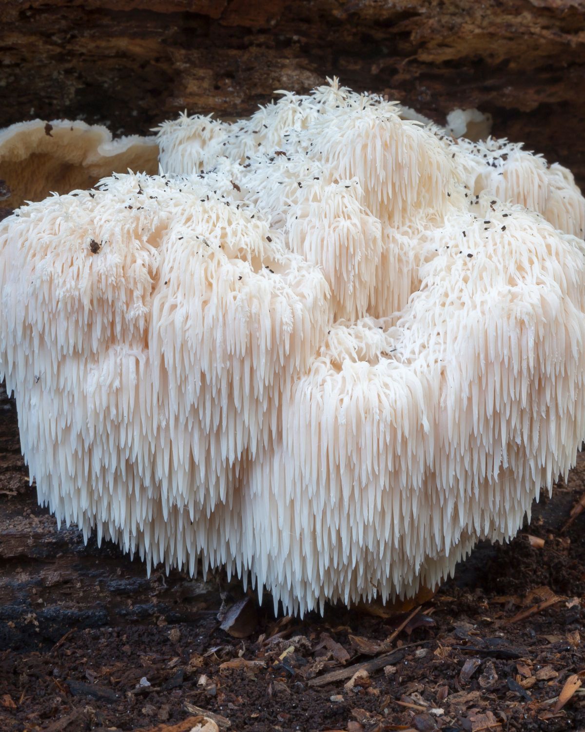 Melena de león (Hericium erinaceus) con sus espinas blancas colgantes